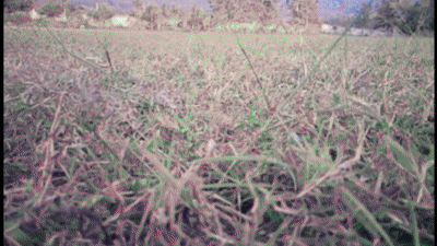 Leaf YOLO detection at operational altitude